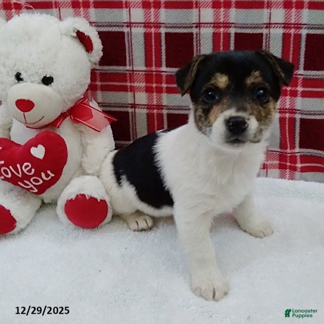 Mixed Breed dogs Tessa - Ad 2