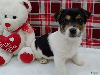 Mixed Breed dogs Tessa - Ad 6