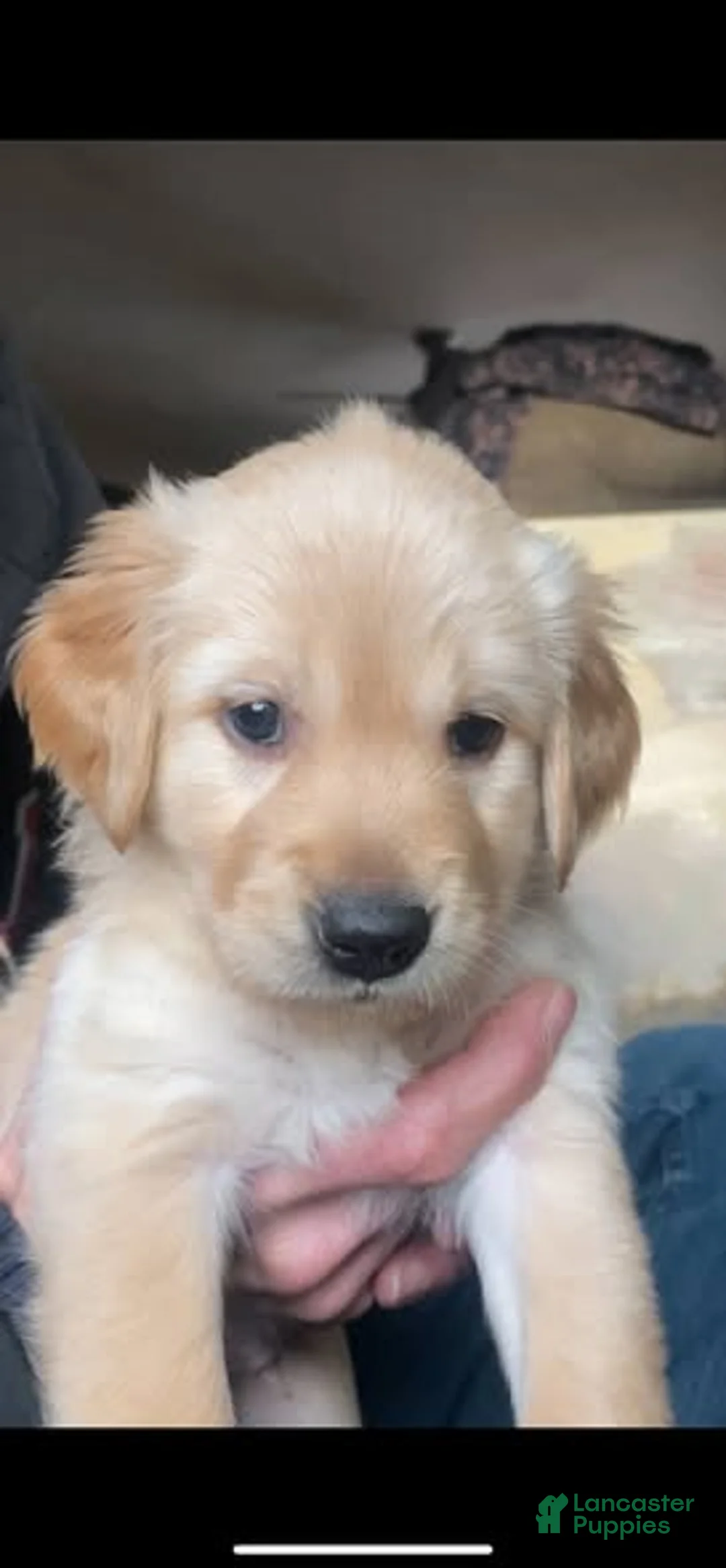 Golden Retriever dogs for sale: Golden Retriever Puppy 3 - Ad 1