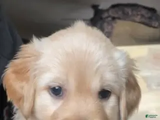 Golden Retriever dogs Golden Retriever Puppy 3 - Ad 9