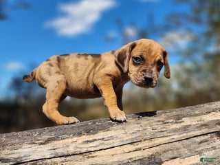 Catahoula Leopard Dog dogs Houdini 2025 Female 2 - Ad 42