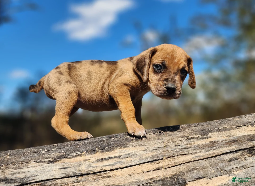 Catahoula Leopard Dog dogs for sale: Houdini 2025 Female 2 - Ad 1