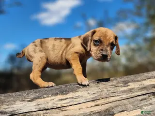 Catahoula Leopard Dog dogs Houdini 2025 Female 2 - Ad 17