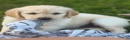 Golden Retriever dogs for sale: Golden Retriever 6 green collar - Ad 4