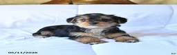 Yorkshire Terrier dogs for sale: Duke - Ad 3