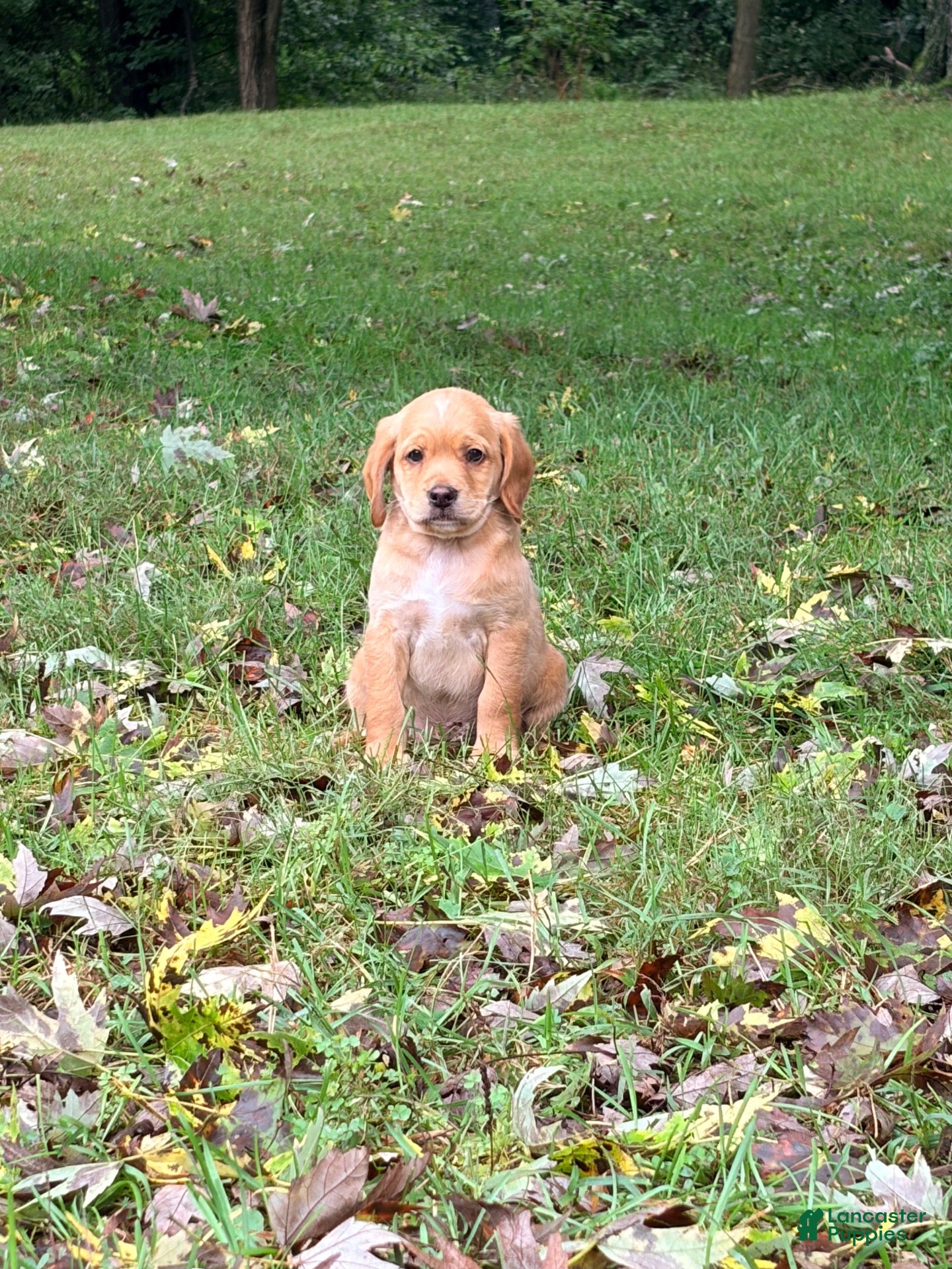 Mixed Breed dogs for sale: Mixed Breed 5 - Ad 1