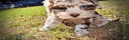 Havapoo dogs for sale: Punky - Ad 10