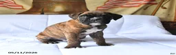 Boxer dogs for sale: Boger - Ad 4