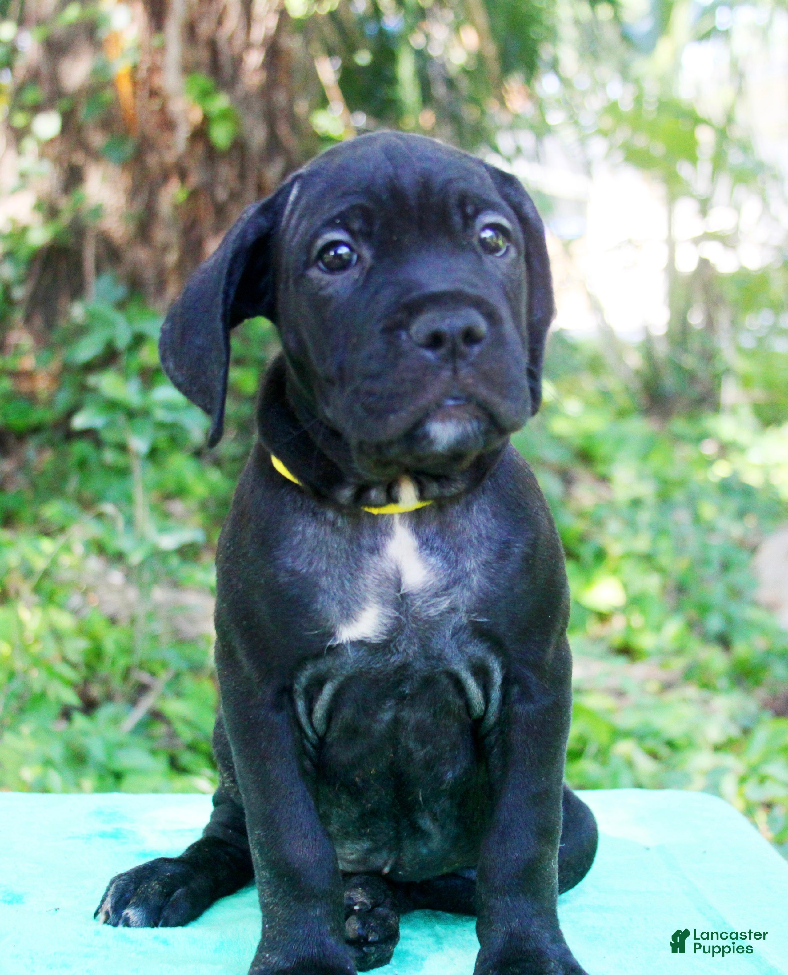 Cane Corso dogs Jolene - Ad 29