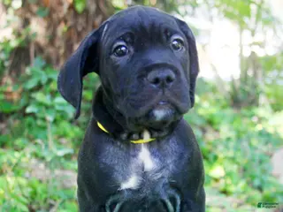 Cane Corso dogs Jolene - Ad 39