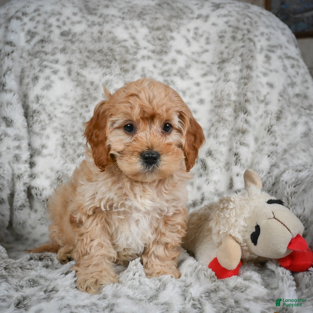 Cavapoo dogs for sale: Shaggy - Ad 8