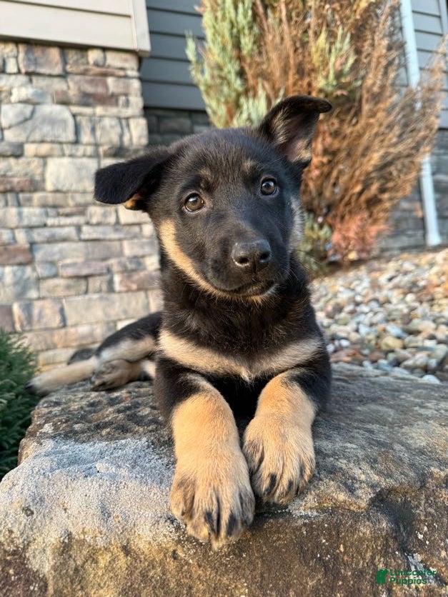 German Shepherd dogs for sale: Claudia  - Ad 1