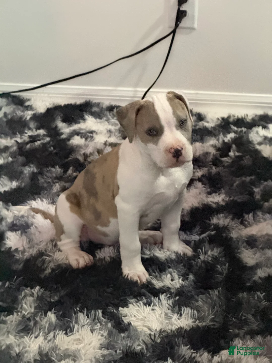 Mixed Breed dogs for sale: Mixed Breed Puppy 2 - Ad 6