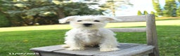 Schnoodle dogs for sale: Everett - Ad 10