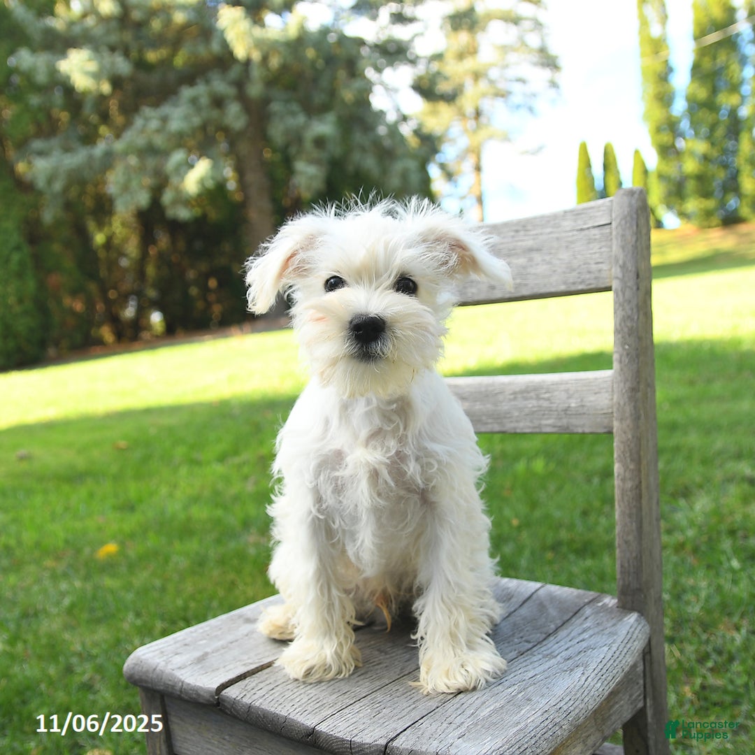 Schnoodle dogs for sale: Everett - Ad 10