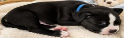 Mixed Breed dogs for sale: American Corso Blue Collar - Ad 3
