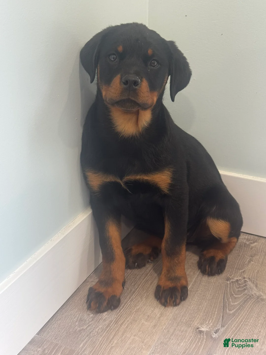 Rottweiler dogs for sale: Rottweiler Puppy 1 - Ad 2