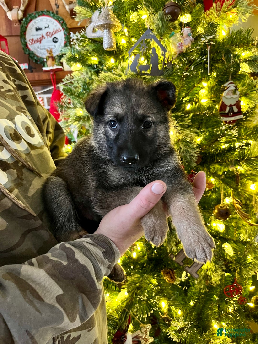 German Shepherd dogs for sale: Comet - Ad 2