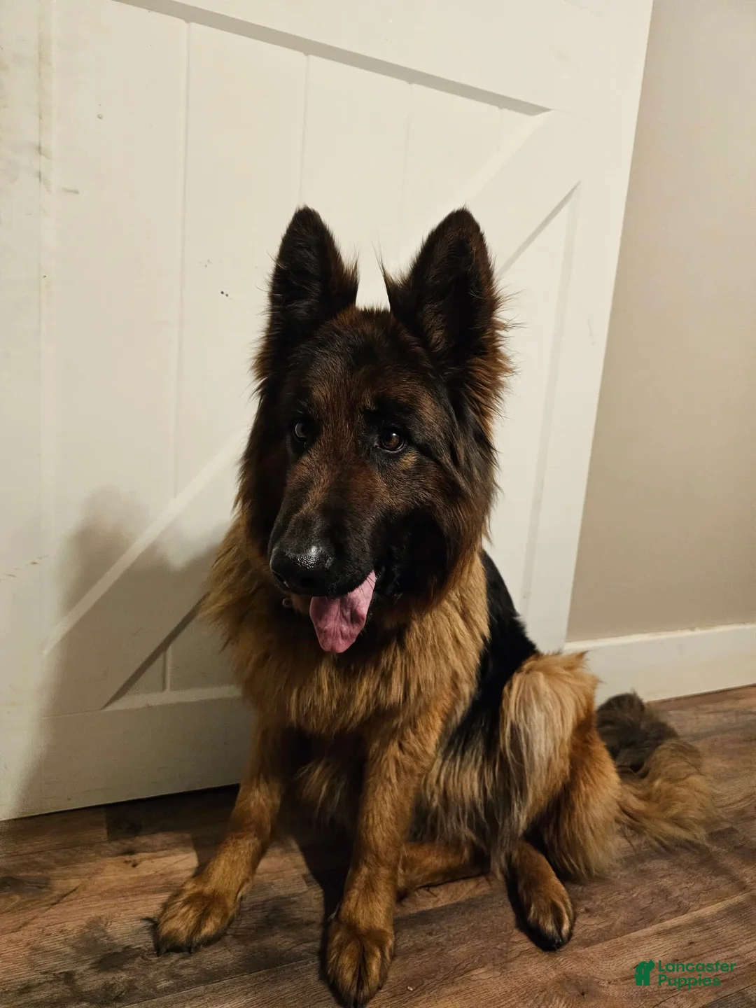 Gallery Image {{count}}