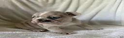 French Bulldog dogs for sale: Obi - FEMALE - Ad 4