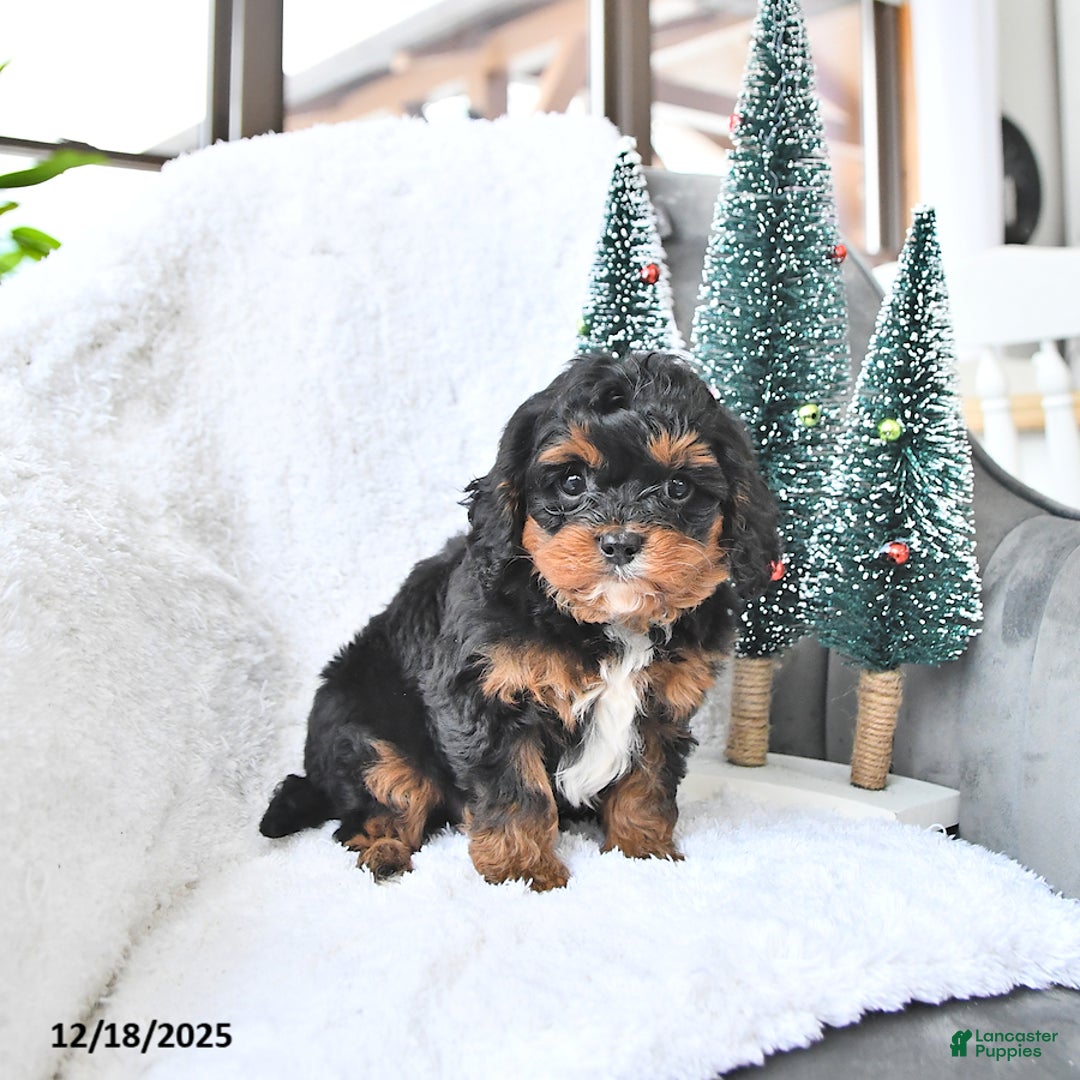 Cavapoo dogs for sale: Comet - Ad 2
