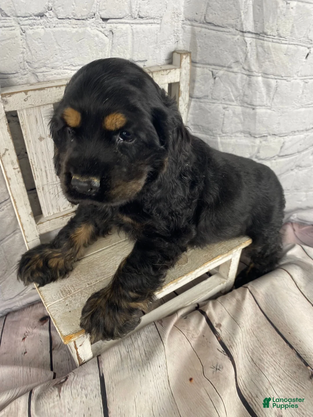 Cocker Spaniel dogs for sale: Pip - Ad 10