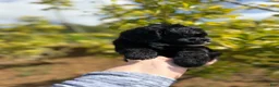 Mini Bernedoodle dogs for sale: Black Panther - Ad 2