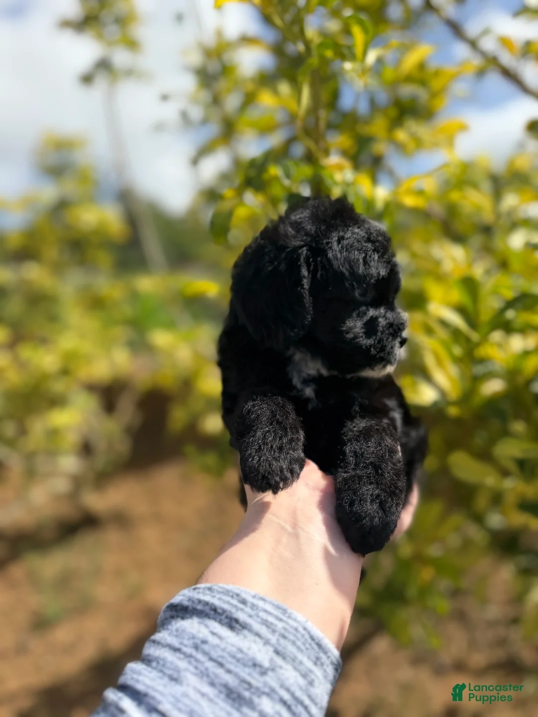 Mini Bernedoodle dogs for sale: Black Panther - Ad 2