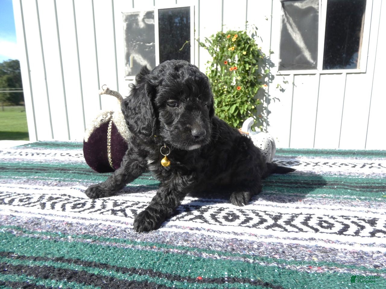 Mini Goldendoodle dogs Mini Goldendoodle 1 Ivy - Ad 1