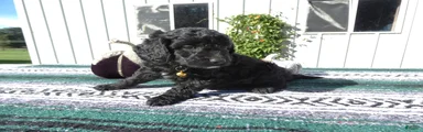 Mini Goldendoodle 1 Ivy