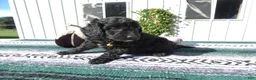 Mini Goldendoodle dogs for sale: Mini Goldendoodle 1 Ivy - Ad 1