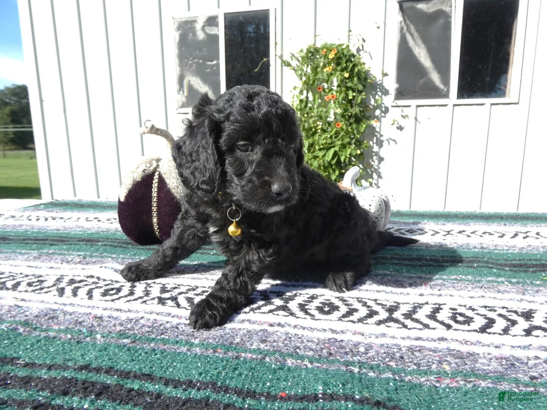 Mini Goldendoodle dogs for sale: Mini Goldendoodle 1 Ivy - Ad 1