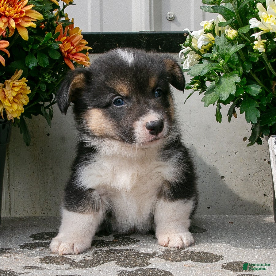 Welsh Corgi Pembroke dogs Oakley - Ad 2