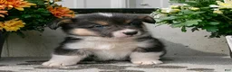 Welsh Corgi Pembroke dogs for sale: Oakley - Ad 2