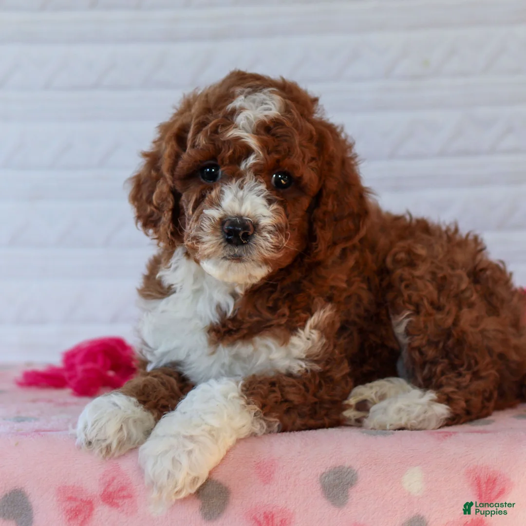 Mini Goldendoodle dogs for sale: Jake  - Ad 3