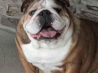 English Bulldog dogs for sale: Ana - Ad 1