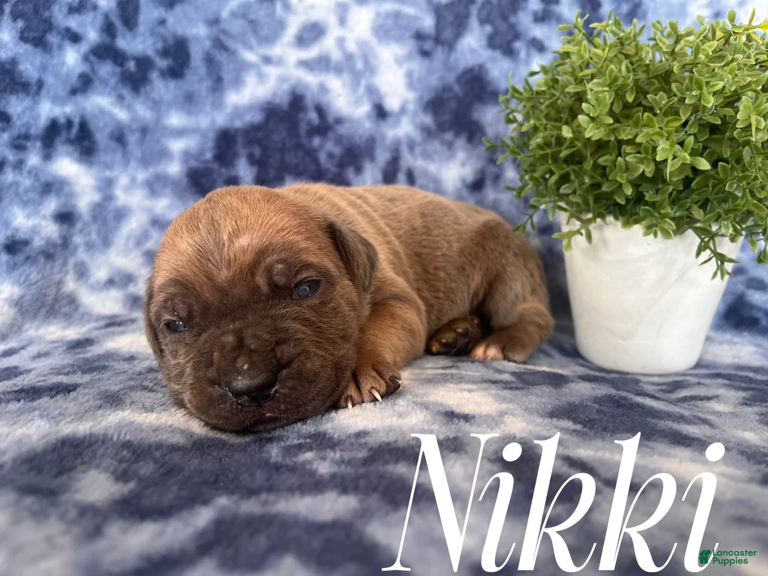 Cane Corso dogs for sale: Nikki - Ad 9