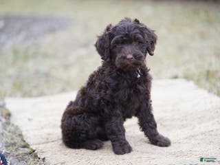 Portuguese Water Dog dogs Pearl - Ad 14