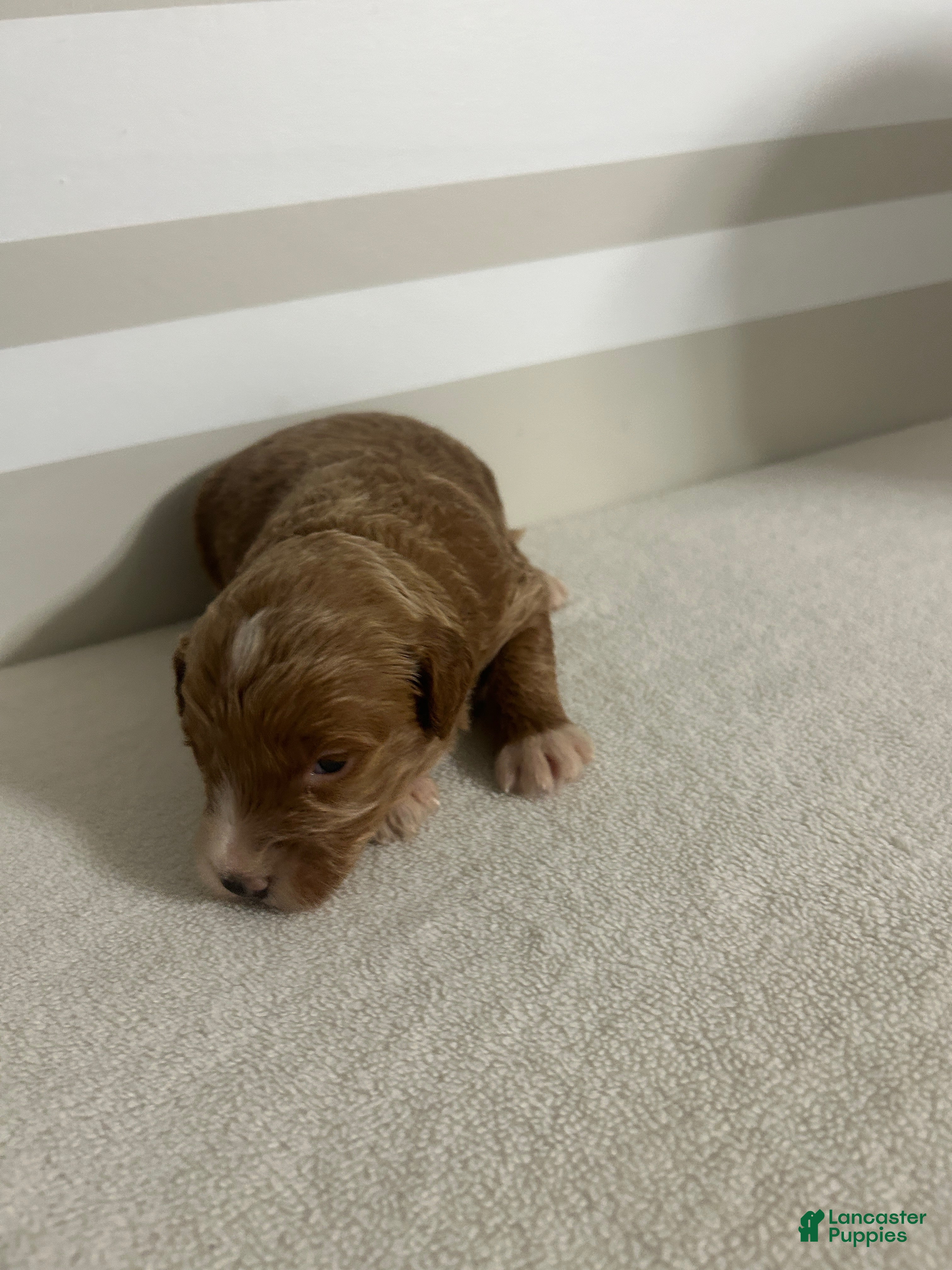 Mini Goldendoodle dogs Cindy - Ad 19