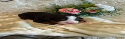 Bernese Mountain Dog dogs for sale: Hannah - Ad 2