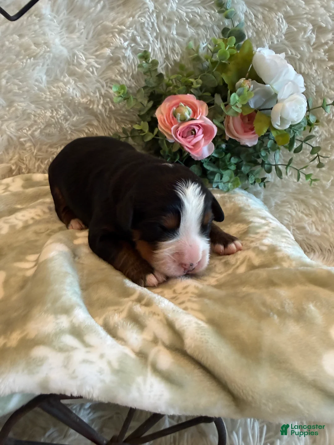 Bernese Mountain Dog dogs for sale: Hannah - Ad 2