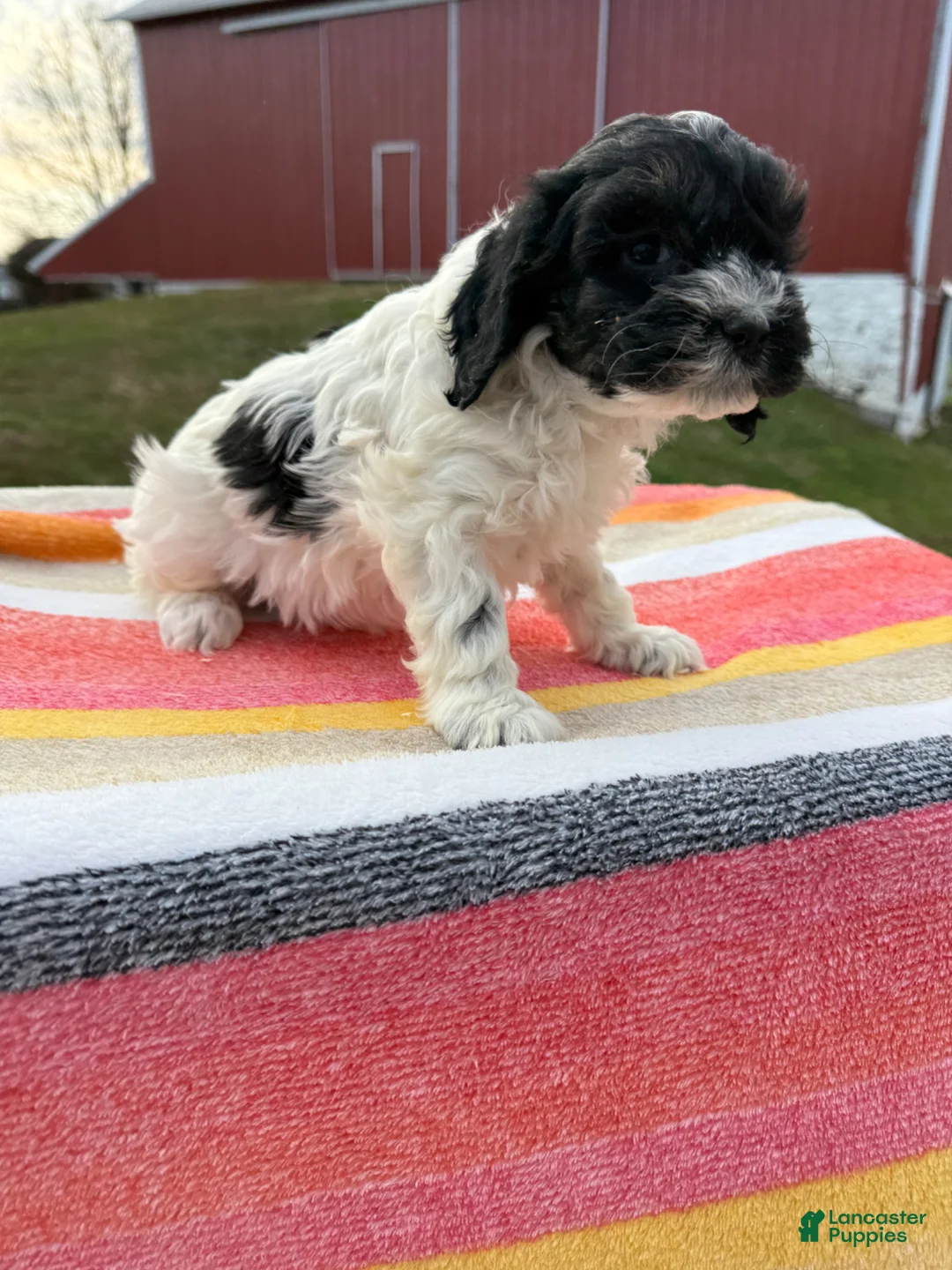 Cockapoo dogs for sale: Cockapoo Puppy 4 - Ad 3