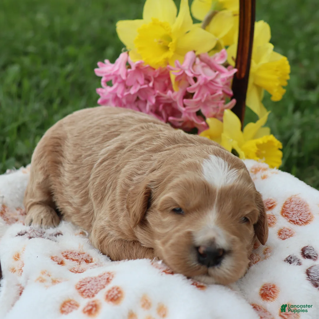 Mini Goldendoodle dogs for sale: Dexter - Ad 2
