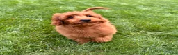 Mini Goldendoodle dogs for sale: Lola - Ad 6