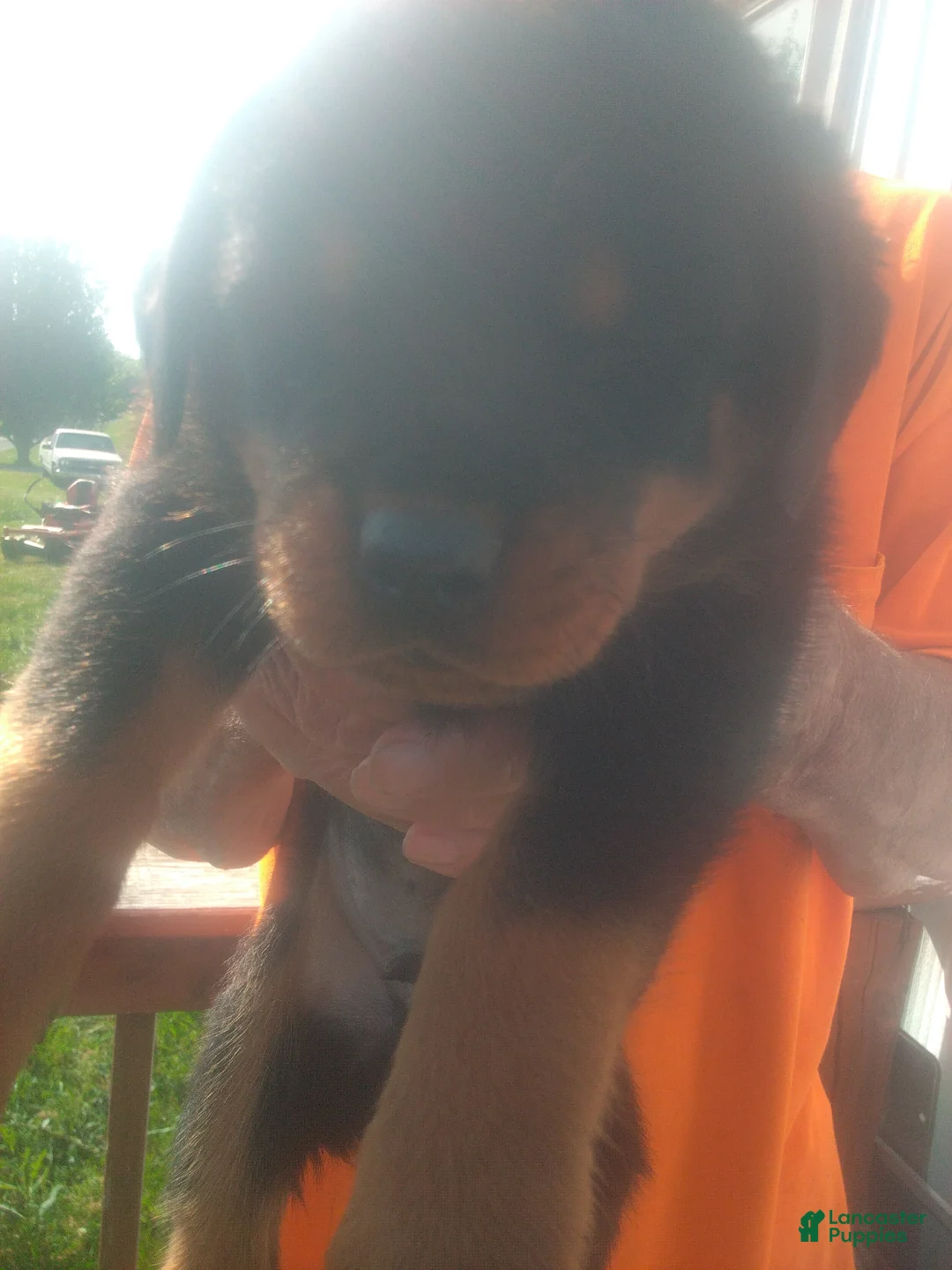Rottweiler dogs for sale: Rottweiler Puppy 3 - Ad 1