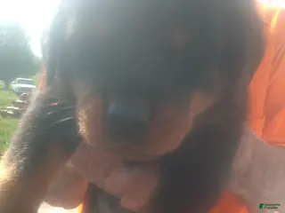 Rottweiler dogs Rottweiler Puppy 3 - Ad 12
