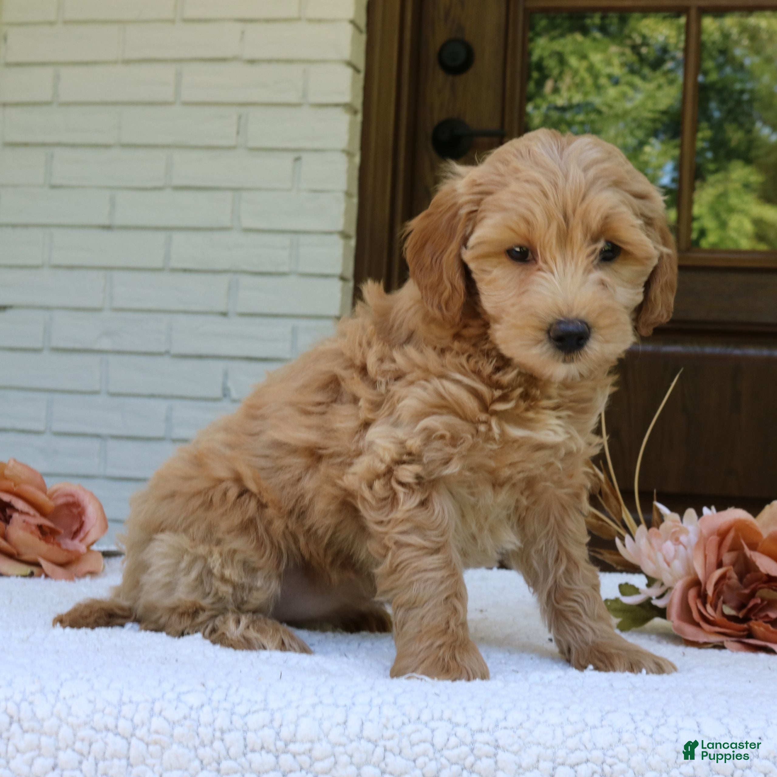 Mini Goldendoodle dogs Tessa  - Ad 2