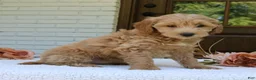 Mini Goldendoodle dogs for sale: Tessa  - Ad 2