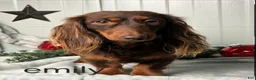 Miniature Dachshund dogs for sale: Jasper - Ad 7