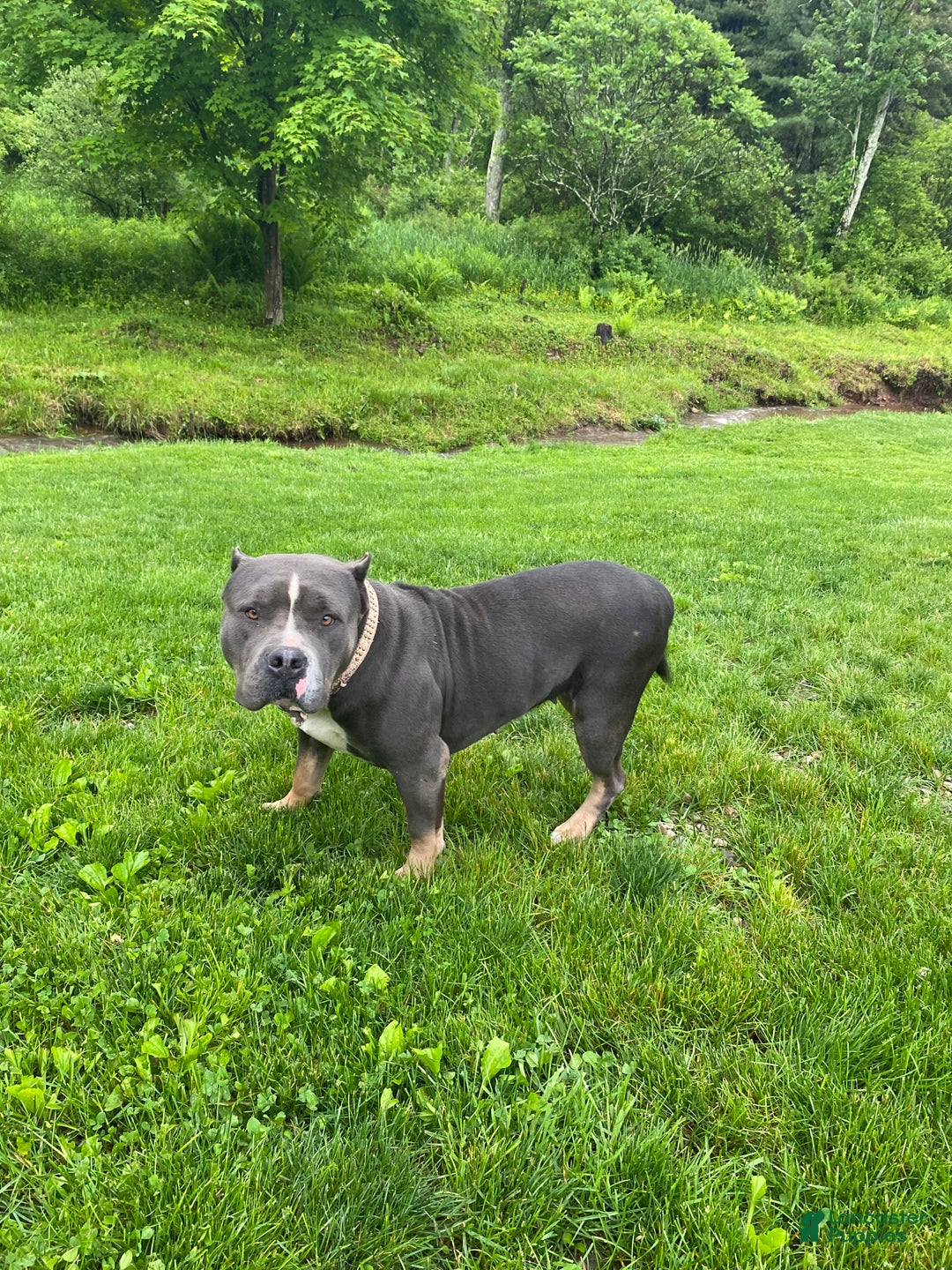 Bully Dog Month Old American Bully American Bully Puppy For Sale